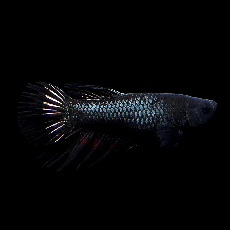 Crown Tail Betta - Female