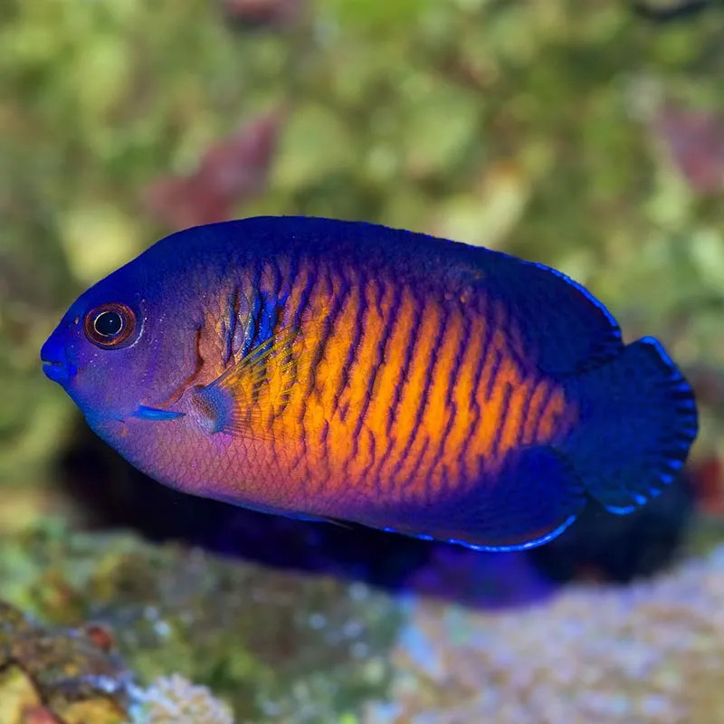 Coral Beauty Angelfish  - Philippines