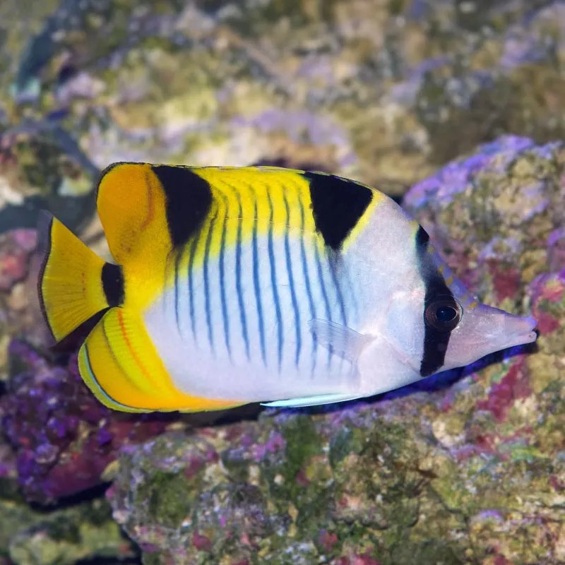 Falcula Butterflyfish True