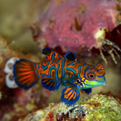 Green Mandarin  - Philippines