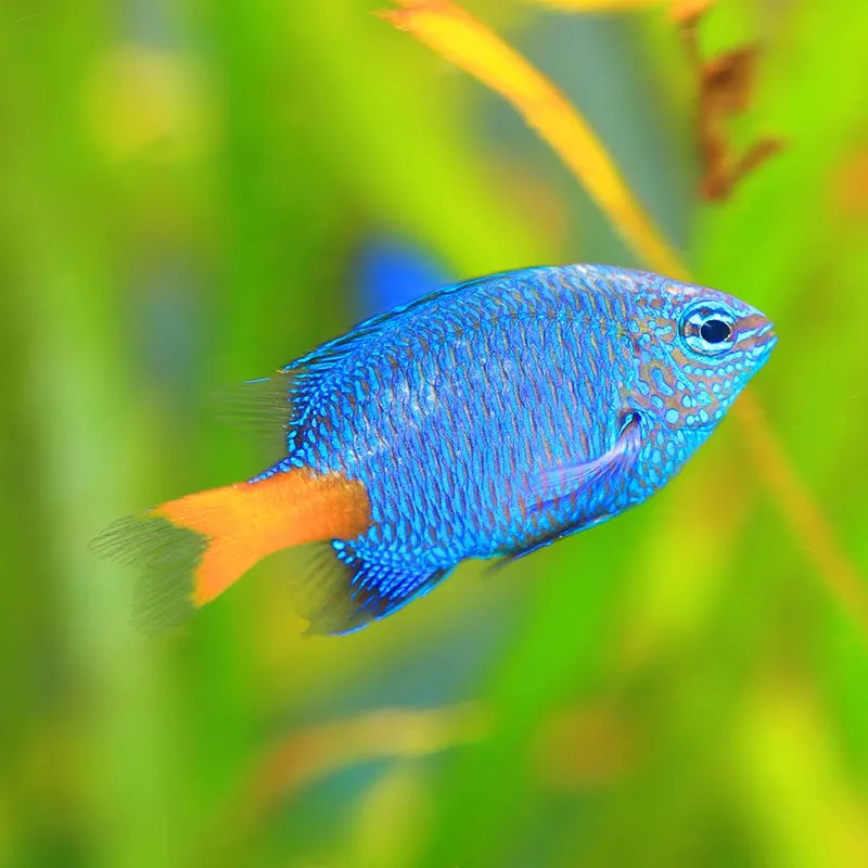 Yellowtail Damselfish  - Philippines