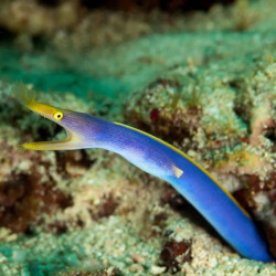 Blue Ribbon Eel  - Philippines