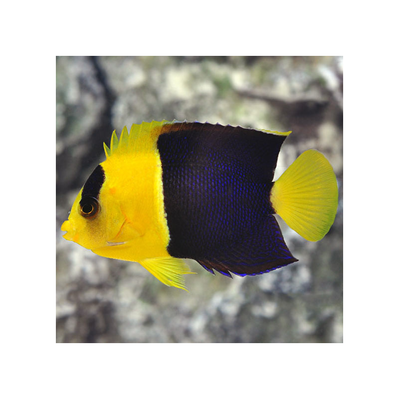 Bicolor Angelfish  - Philippines