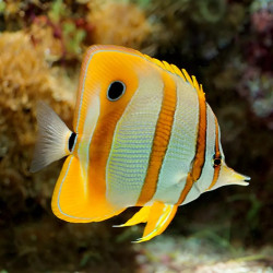 Copperband Butterflyfish  - Philippines