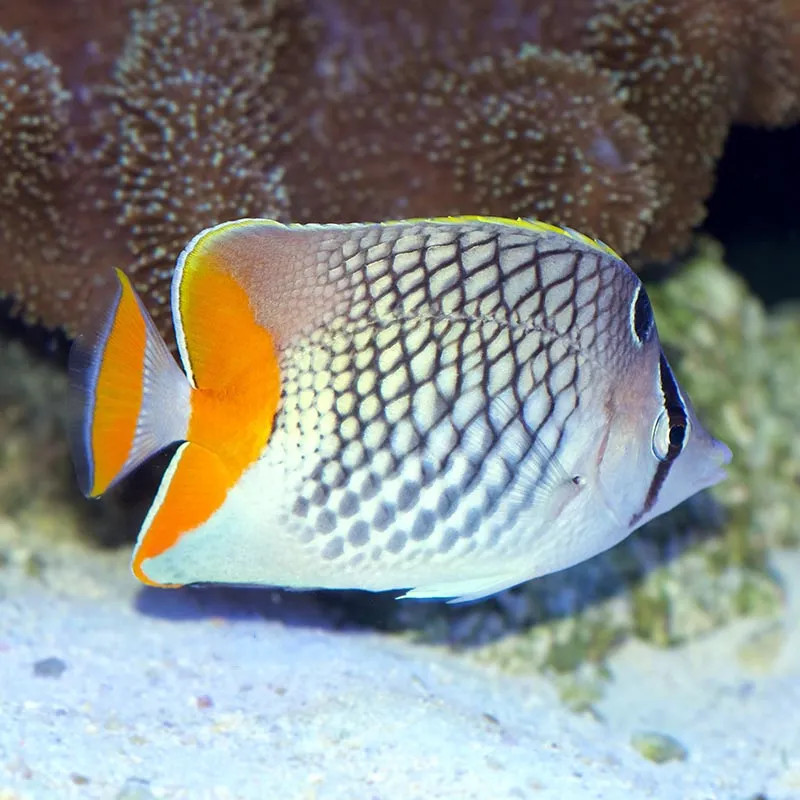 Pearlscale Butterflyfish  - Philippines