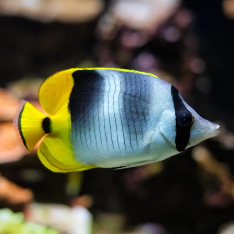 Double Saddle Butterflyfish  - Philippines