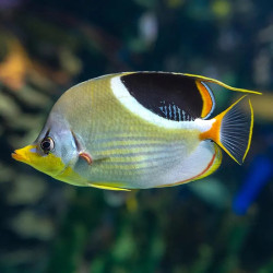 Saddleback Butterflyfish  - Philippines