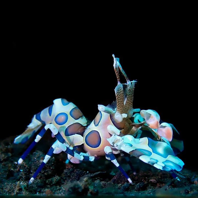 Harlequin Shrimp  - Philippines