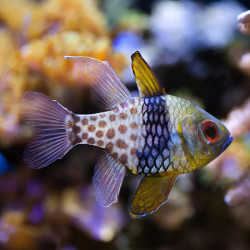 Pajama Cardinalfish  - Philippines