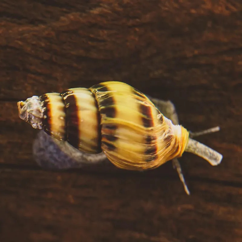 Bumble Bee Snail  - Philippines