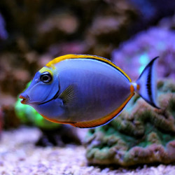 Naso Tang  - Philippines