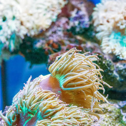 Long Tentacle Anemone