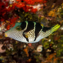 Saddle Valentini Puffer