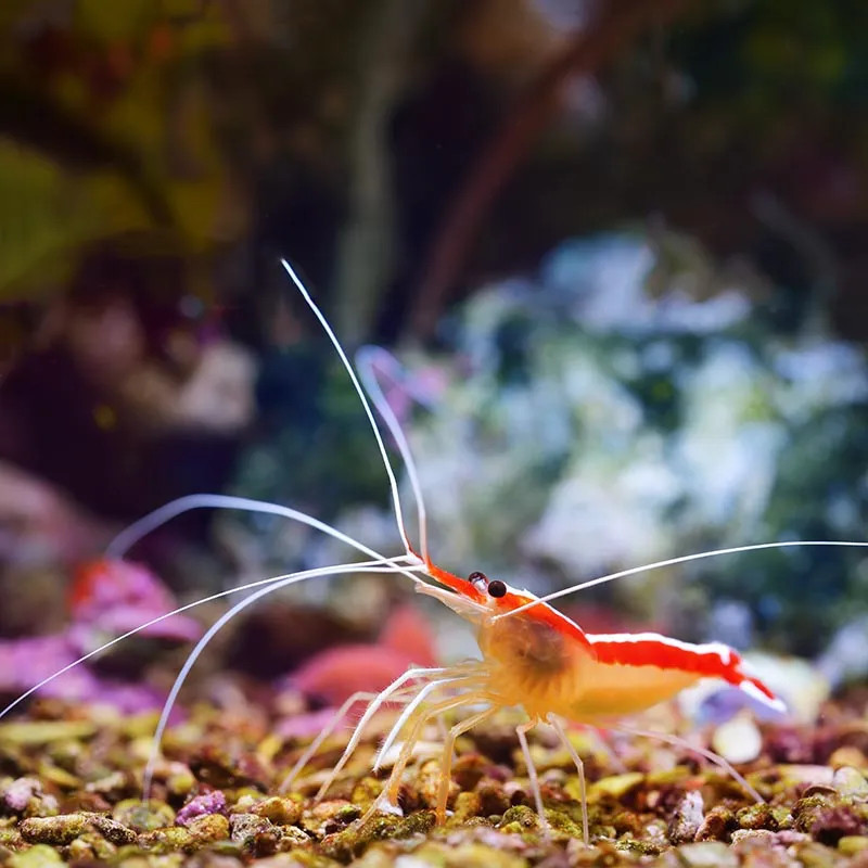 Scarlet Skunk Cleaner Shrimp