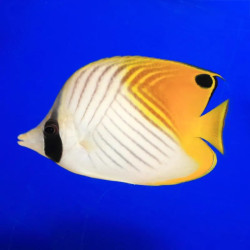 Auriga Butterflyfish  - Philippines