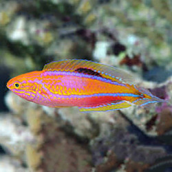 Splendid Pintail Fairy Wrasse  - Philippines