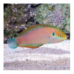 Kuiters Leopard Wrasse  - Philippines