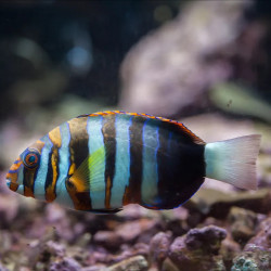 Harlequin Tusk