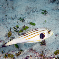 Narrow Lined Puffer