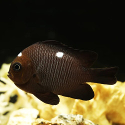 Three Spot Domino Damselfish  - Philippines