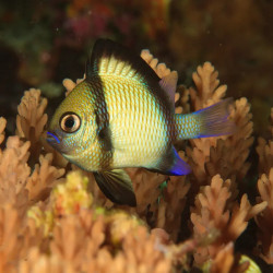 Two Stripe Damselfish  - Philippines