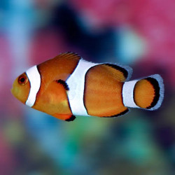 Ocellaris Clownfish  - Philippines