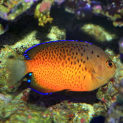Rusty Angelfish  - Philippines
