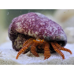 Halloween Hermit Crab  - Philippines