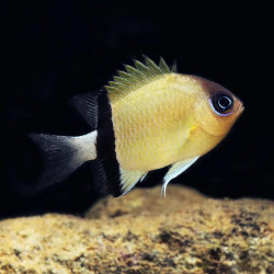 Black Bar Chromis