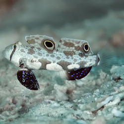 Two Spot Goby  - Philippines