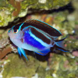 Bellus Angelfish  - Philippines