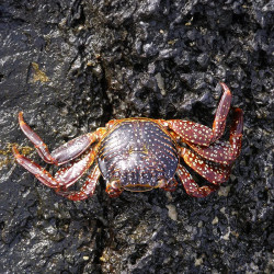 Sally Lightfoot Crab  - Philippines
