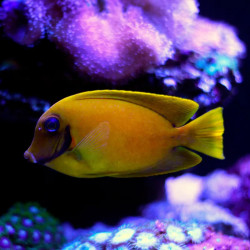 Lemon Tang  - Philippines