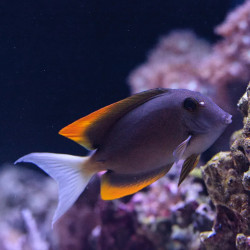 Bristletooth Tomini Tang  - Philippines