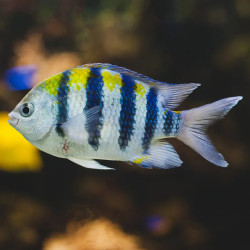 Sergeant Major Damselfish