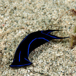 Blue Velvet Nudibranch  - Philippines