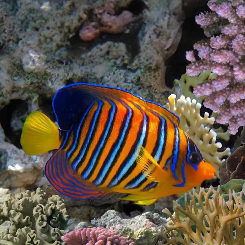 Regal Angelfish  - Philippines