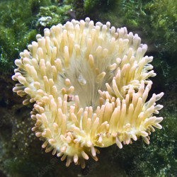 Sebae Anemone  - Philippines