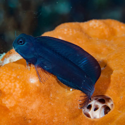 Black Sailfin Blenny  - Philippines