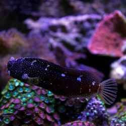Starry Blenny