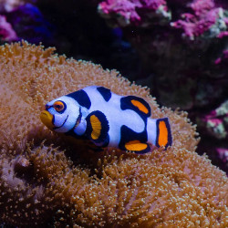 Platinum Picasso Clownfish