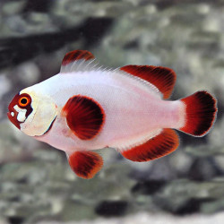 Gold Nuggets Maroon And White Clownfish