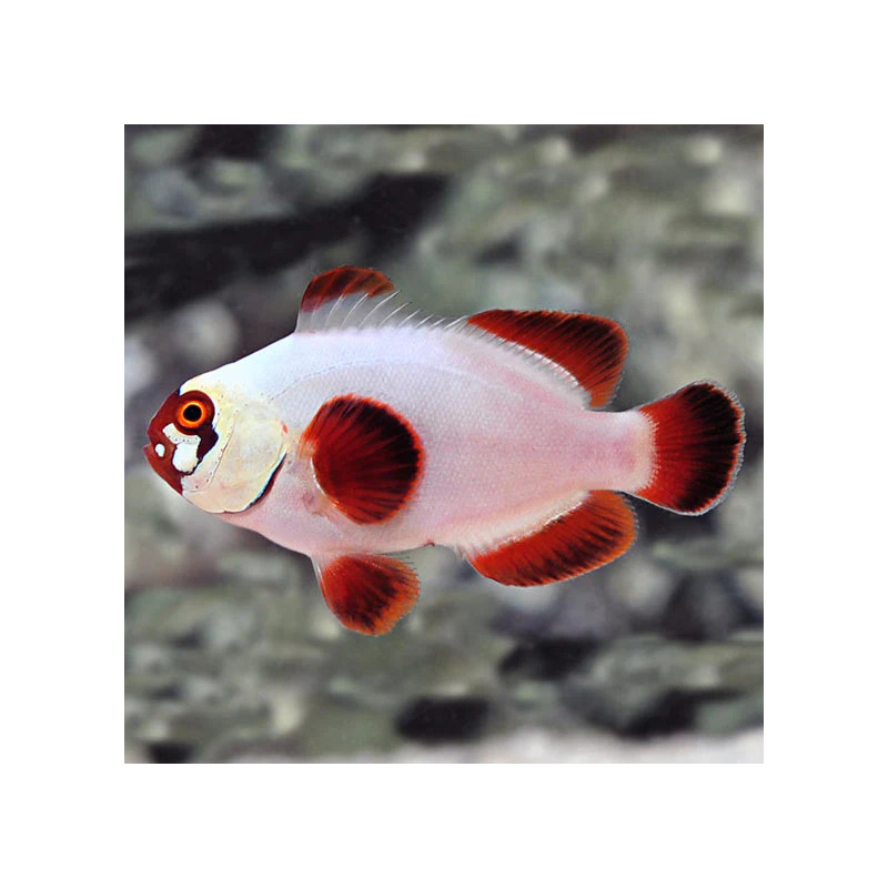 Gold Nuggets Maroon And White Clownfish