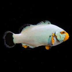 Platinum Ocellaris Clownfish