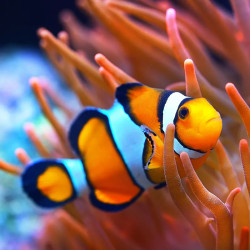Orange Ocellaris Clownfish Coral Sea