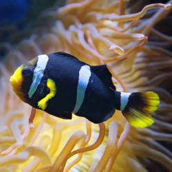 Saddleback Clownfish