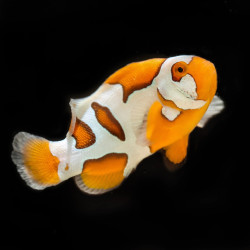 Helmet Picasso Clownfish
