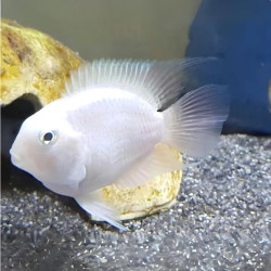 White Polar Parrot Cichlid