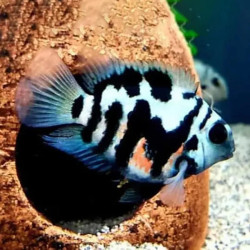 Blue Polar Parrot Cichlid