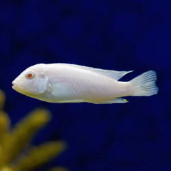 Albino Scarlet Cichlid